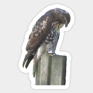 Falcon on Post Sticker